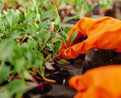 Promoting home-grown produce